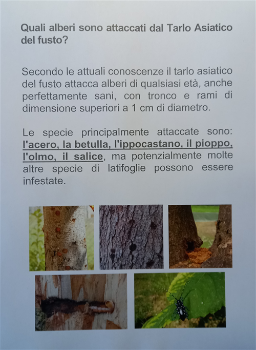 Lotta obbligatoria - Tarlo asiatico del fusto (Anoplophora glabripennis) e Popillia japonica Newman