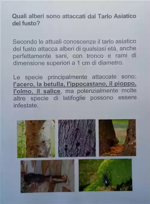 Tarlo asiatico del fusto (Anoplophora glabripennis) e Popillia japonica Newman