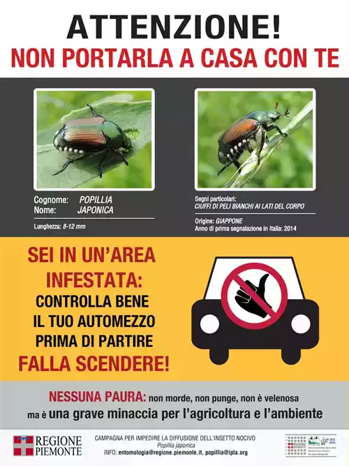 Tarlo asiatico del fusto (Anoplophora glabripennis) e Popillia japonica Newman